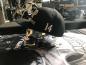 Preview: CnP Choppers n Partys Baseball Cap - Black Culture Shock Biker Motorrad